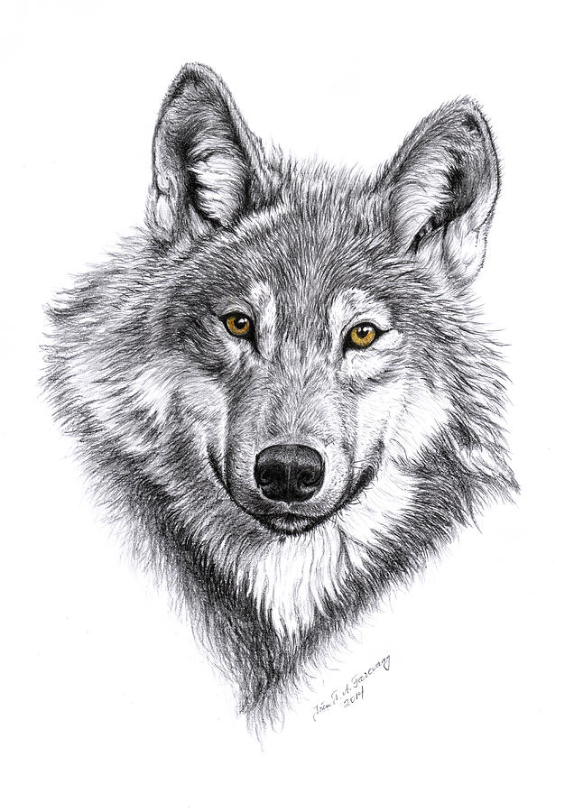 Wildlife Drawing - YellowEyes - Wolf by Iren Faerevaag