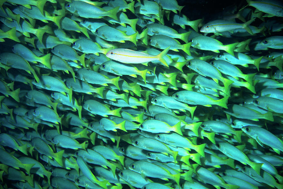 Yellowfin Goatfish And Big Eye Snapper Photograph by Lionel, Tim & Alistair/science Photo Library