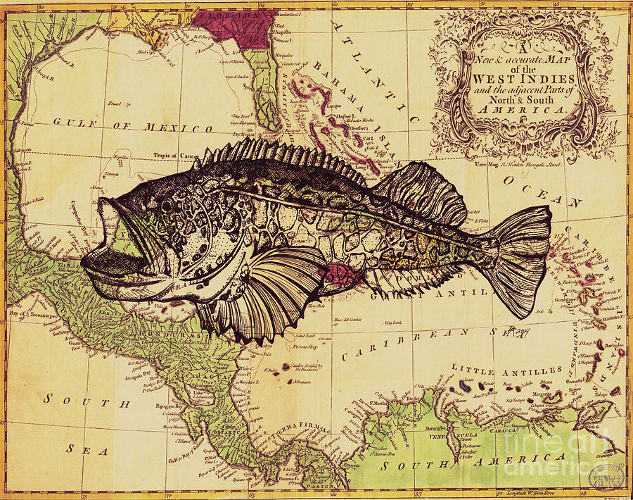 Yellowfin Grouper On Vintage Map Drawing