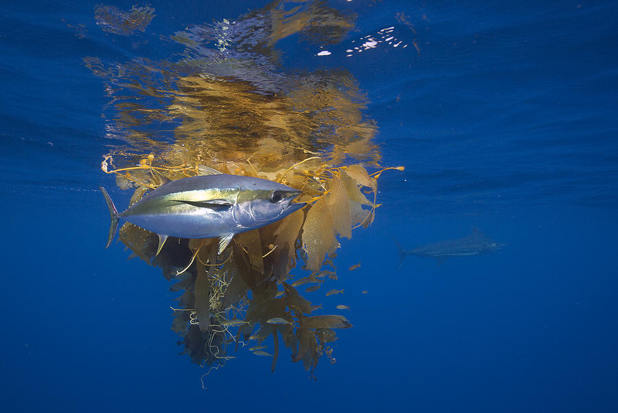 Yellowfin Tuna And Kelp Nine-mile Bank Photograph by Richard Herrmann
