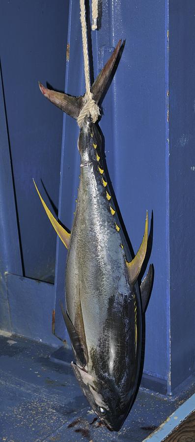 Yellowfin tuna hanging from a rope Photograph by Bradford Martin