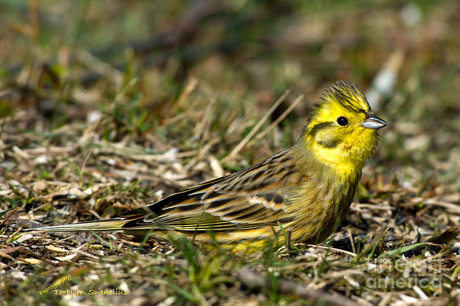 Yellowhammers Crest Photograph by Torbjorn Swenelius