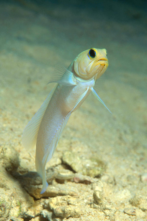 Yellowhead Jawfish Photograph by Andrew J. Martinez