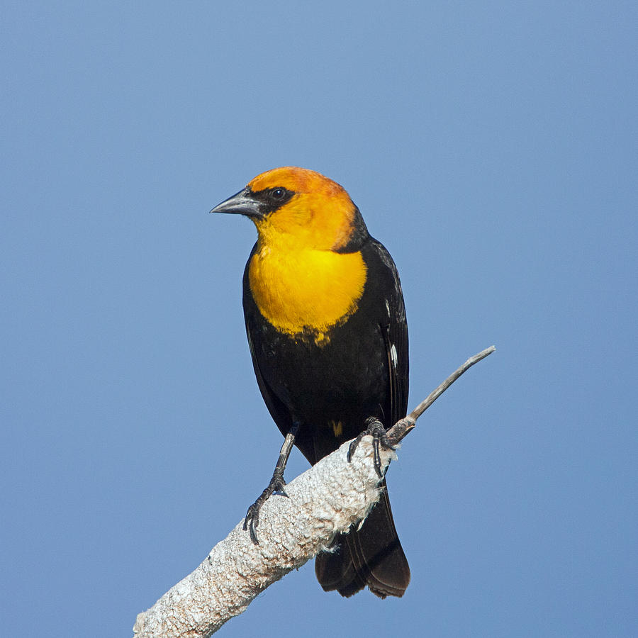 Yellowheaded Blackbird Photograph by Jack Bell
