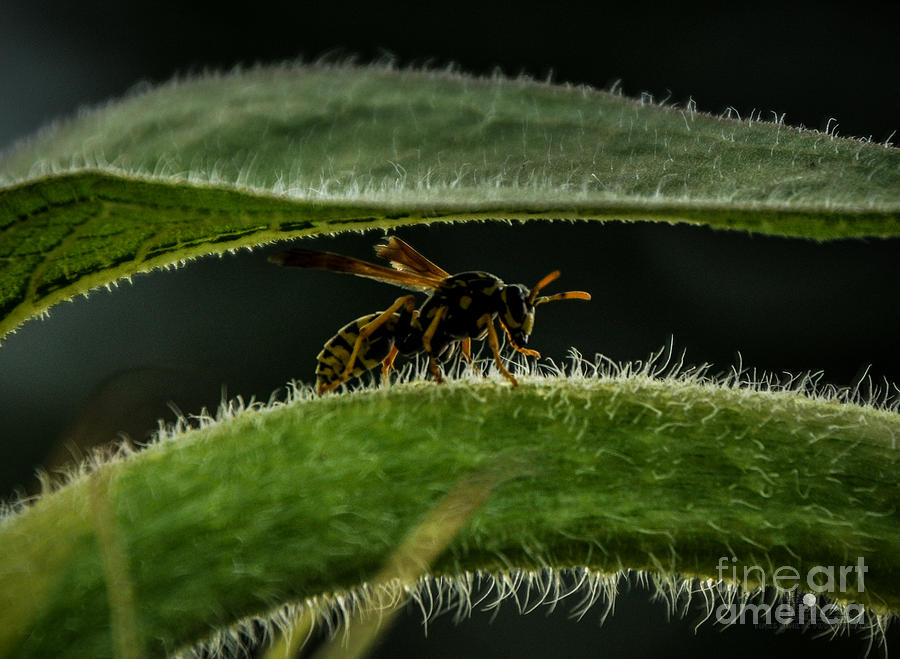 Yellowjacket Wasps Photograph by Ronald Grogan
