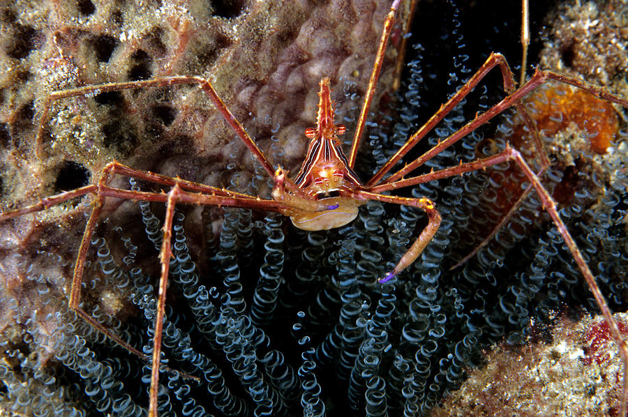 Yellowline Arrow Crab Photograph by Andrew J. Martinez