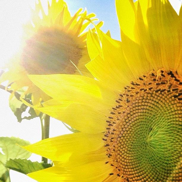 Sunflower Photograph - #yellowmonday 🌻 #sunflower by Ulrika J-S