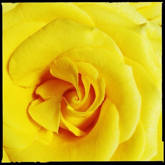 Hipstamatic Photograph - Yellow Rose Up Close by Tammy Berendzen