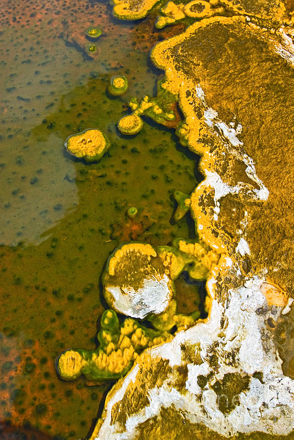 Yellowstone National Park Photograph - Yellowstone Abstract by Jamie Pham
