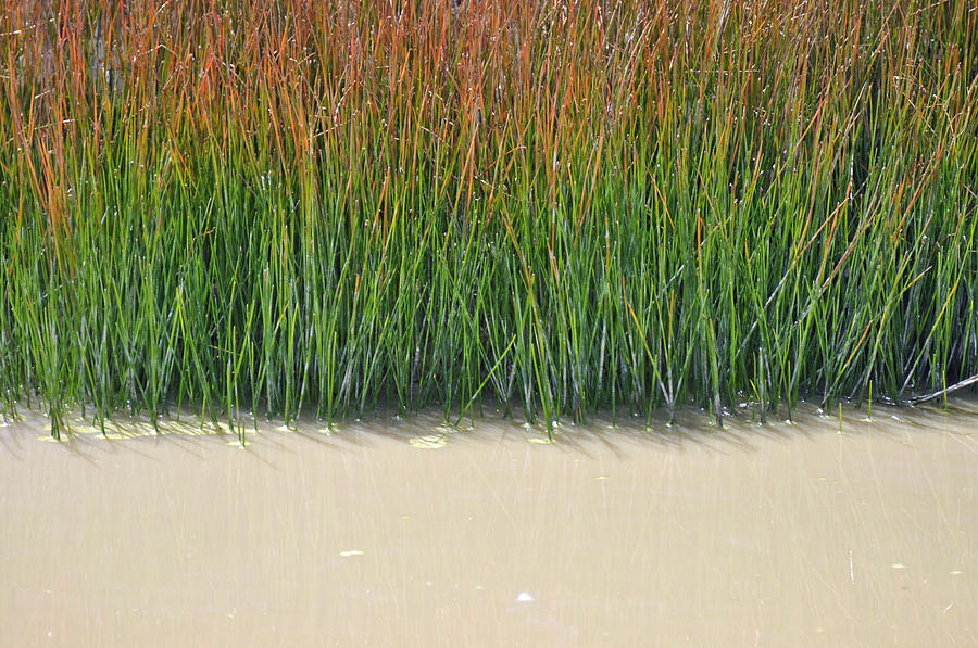 Yellowstone Autumn Grasses Near Hot Pool Photograph by Bruce Gourley