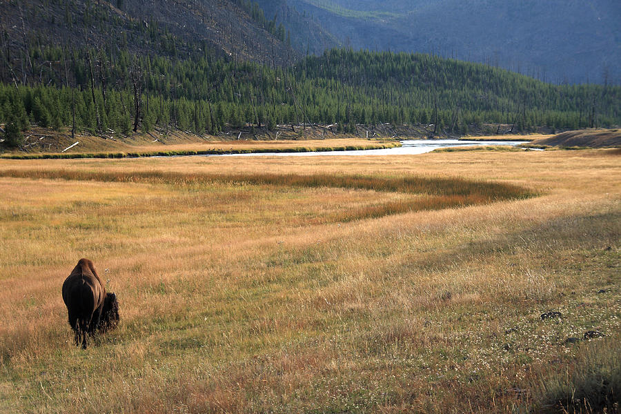 Yellowstone National Park Photograph - Yellowstone Bison #1 by Aidan Moran