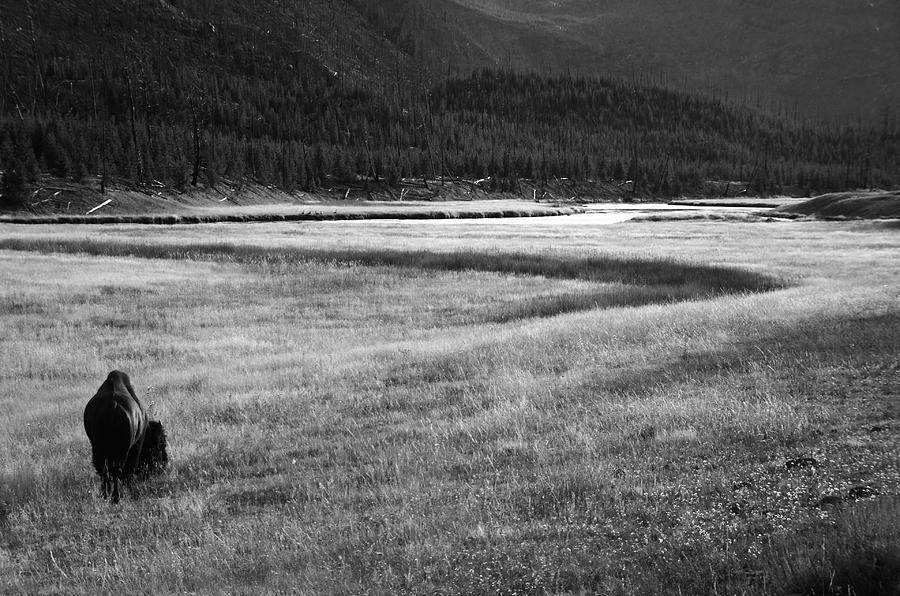 Yellowstone Bison Wyoming Photograph by Aidan Moran