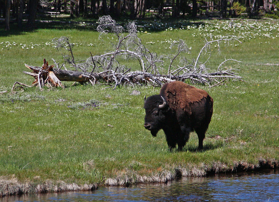 Yellowstone Bison by Nez Perce Creek Photograph by Jean Clark