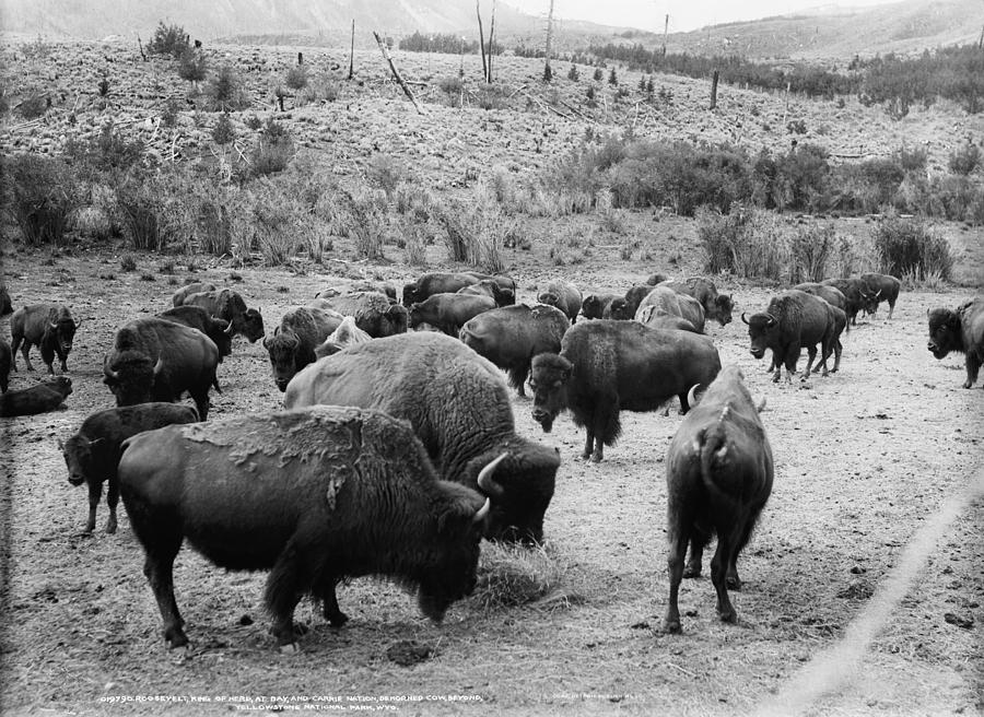 Yellowstone Bison, C1907 Photograph by Granger