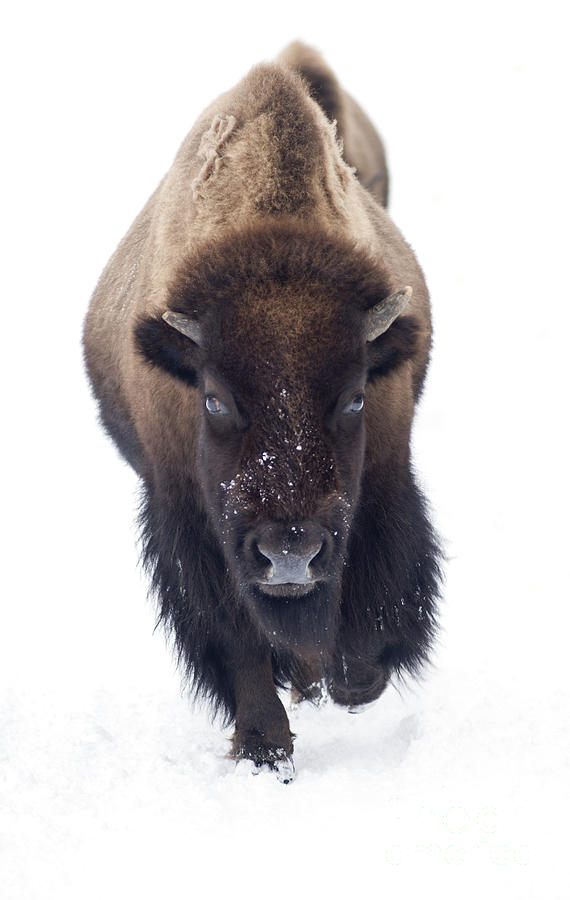 Yellowstone Bison Photograph by David Lichtneker