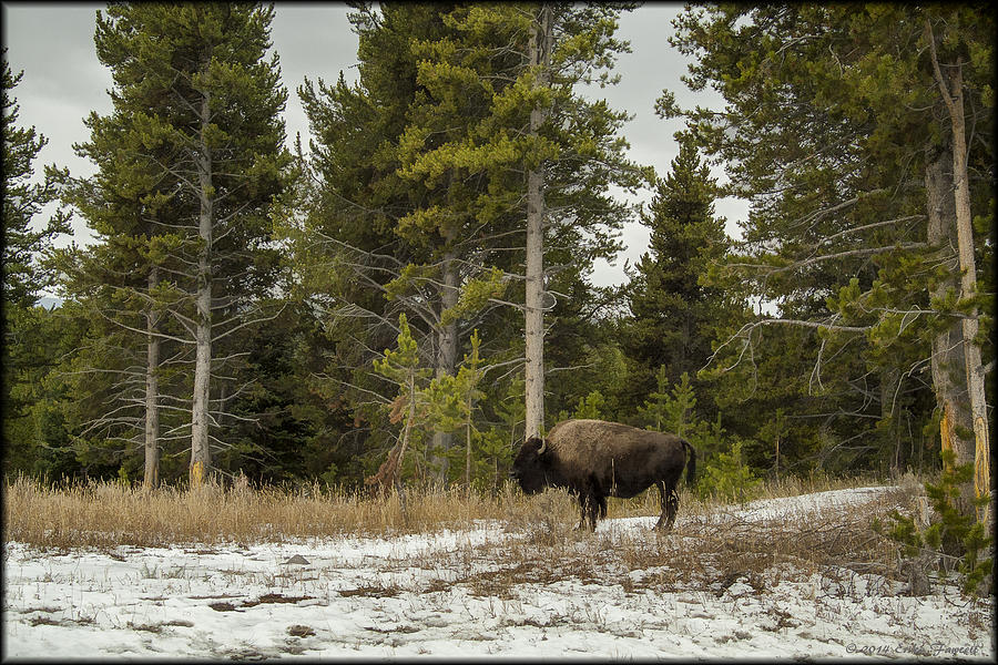 Yellowstone Bison Photograph by Erika Fawcett