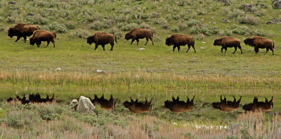 Yellowstone Bison Herd Photograph by Dbushue Photography