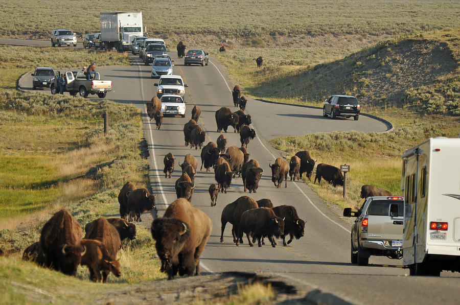 Yellowstone National Park Photograph - Yellowstone Bison Jam by Bruce Gourley