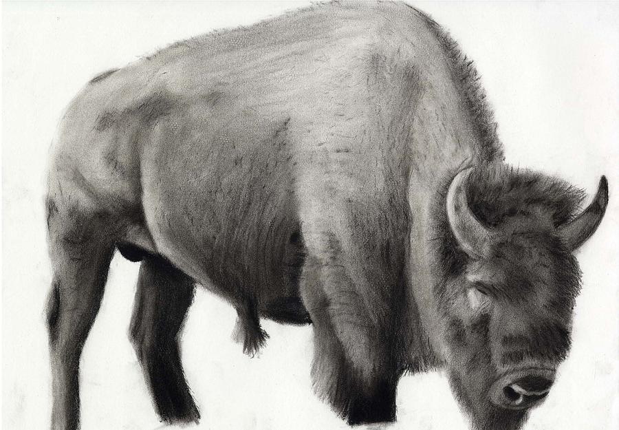 Yellowstone National Park Drawing - Yellowstone Bison by Joey Bergeron