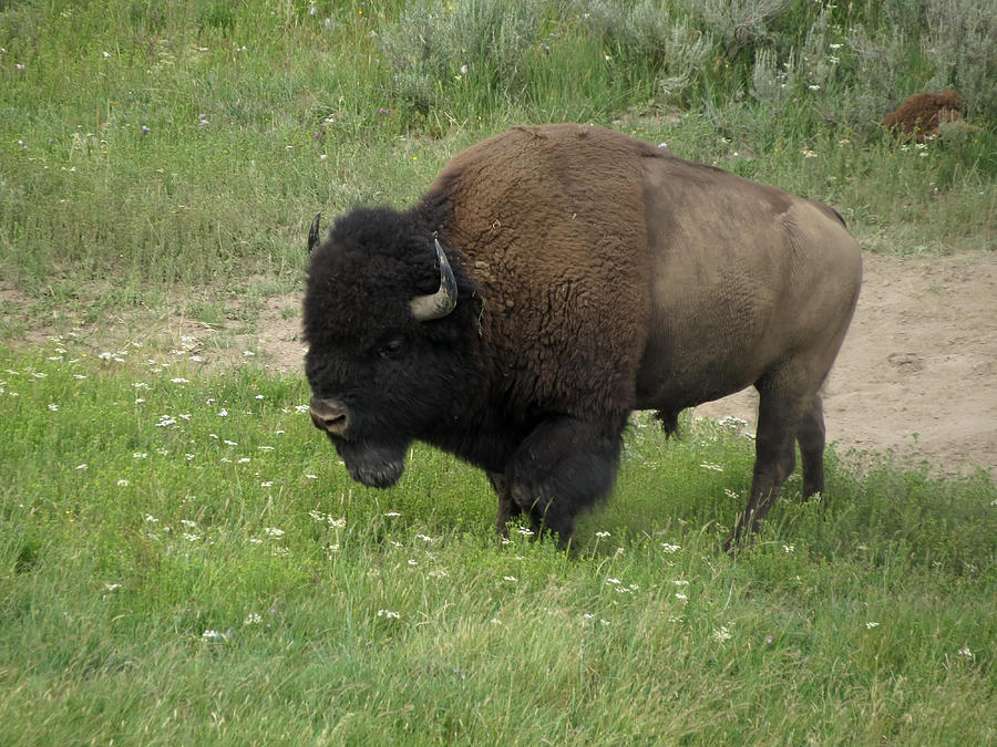 Yellowstone Bison Photograph by Laurel Powell - Fine Art America