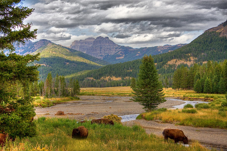Yellowstone Bison Photograph by Michael H Spivak