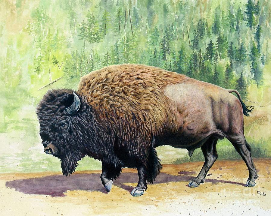 Yellowstone Bison Drawing by Rosellen Westerhoff