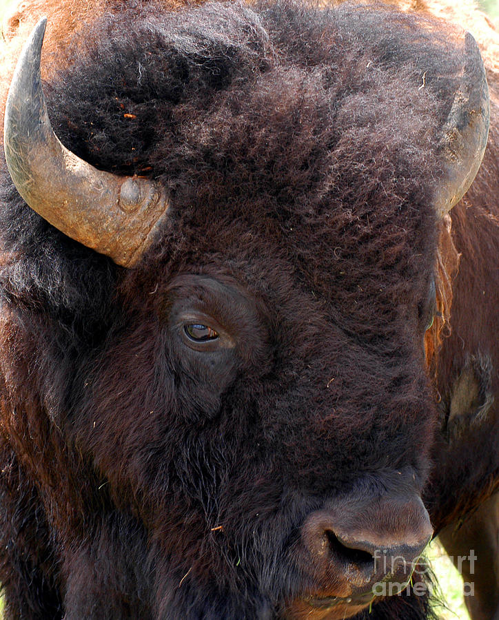 Yellowstone Bison Photograph by Thomas Levine | Fine Art America