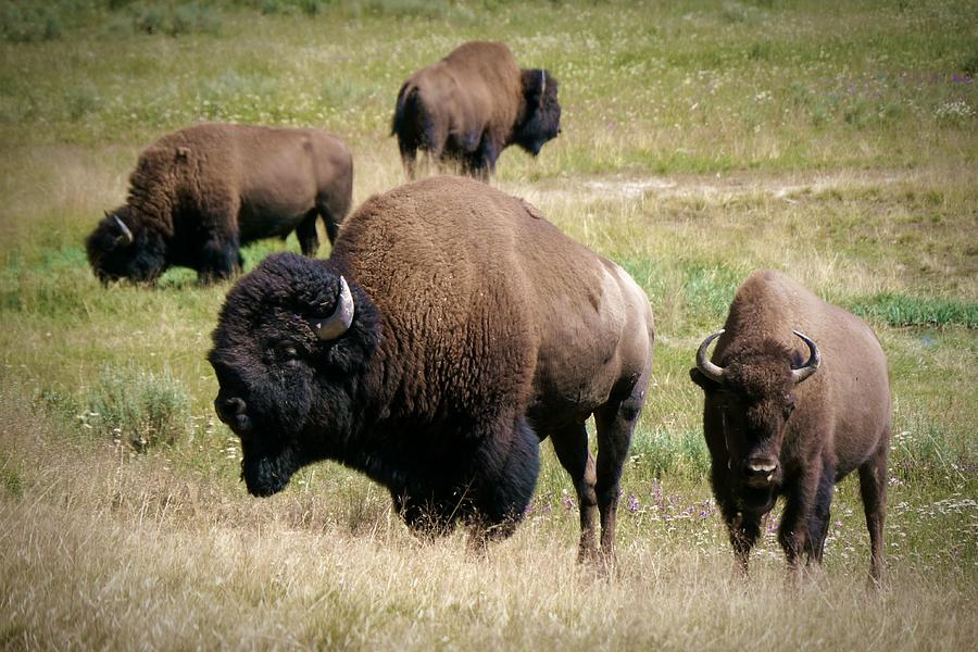 Yellowstone by Brian Brewer - Brewcaster.com