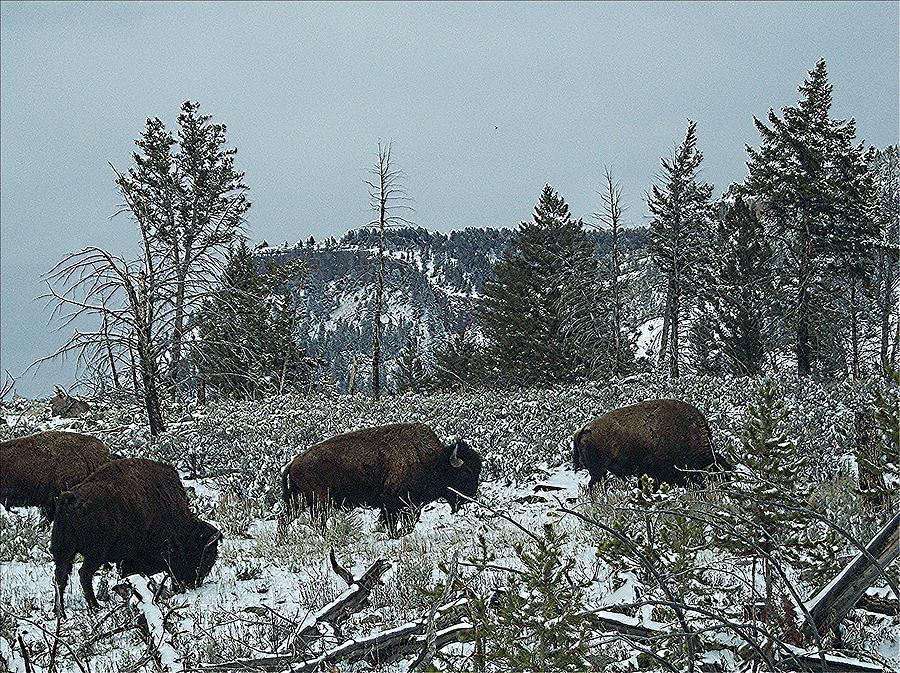 Yellowstone Buffalo Grazing Snowing Photograph by Enaid Silverwolf