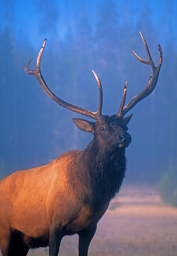 Yellowstone bull elk Photograph by Dennis Cox