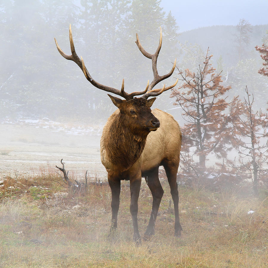 Elvis Bull Elk Rogers Photograph by Ed Riche