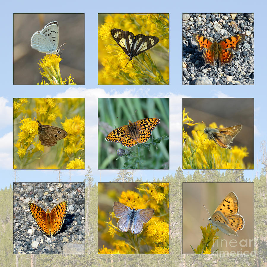 Yellowstone Butterflies Collage Photograph by Debra Thompson