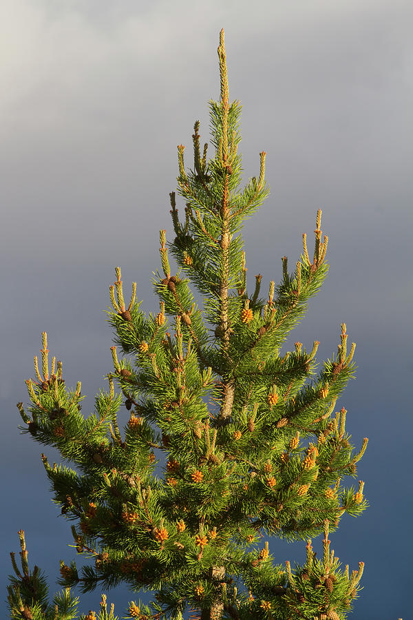 Yellowstone Conifer Tree Detail Photograph by Mark Miller Photos