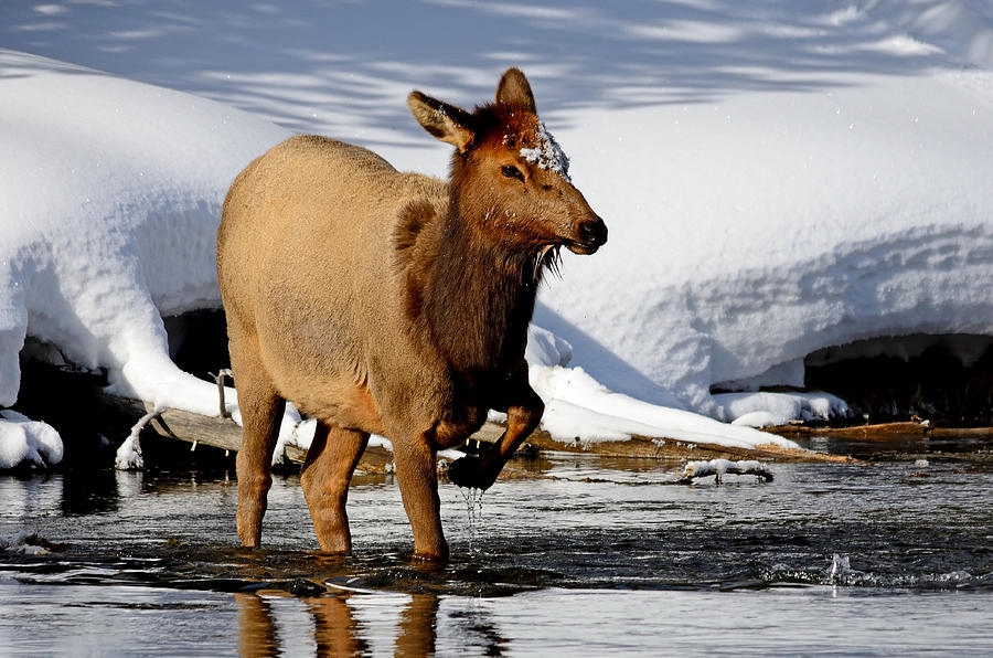 Yellowstone Cow Elk Photograph by Brian Wartchow Fine Art America