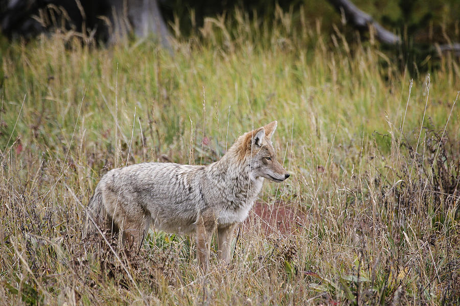 Yellowstone Coyote 2 Photograph by Gary Hall