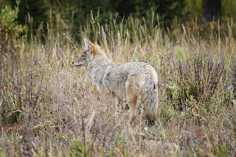 Yellowstone Coyote Photograph by Gary Hall