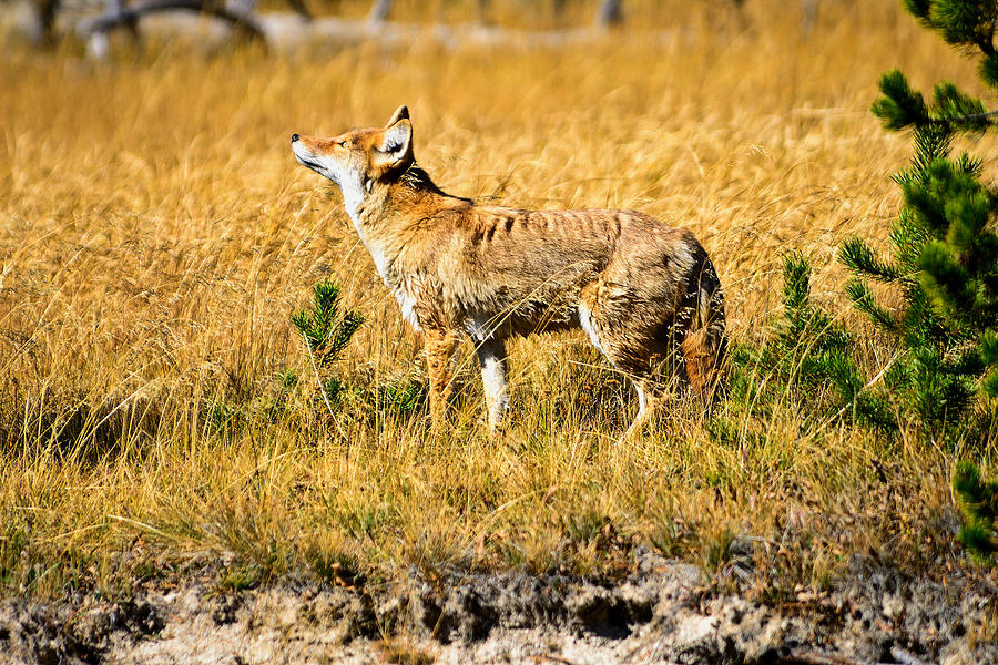 Yellowstone National Park Photograph - Yellowstone Coyote by Greg Norrell