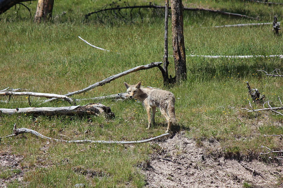 Yellowstone Coyote Photograph by Josh Bryant