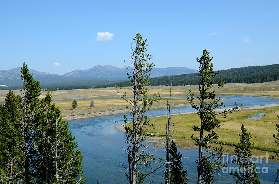 Yellowstone Curvy River and Trees Photograph by Debra Thompson