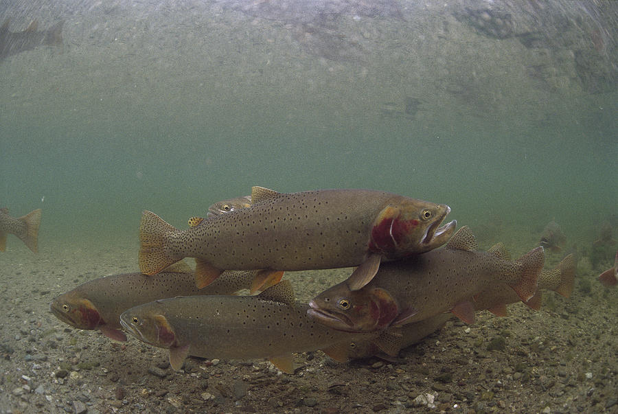 Yellowstone Cutthroat Trout In Stream Photograph by Michael Quinton
