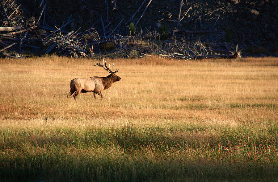Yellowstone Elk Photograph by Aidan Moran