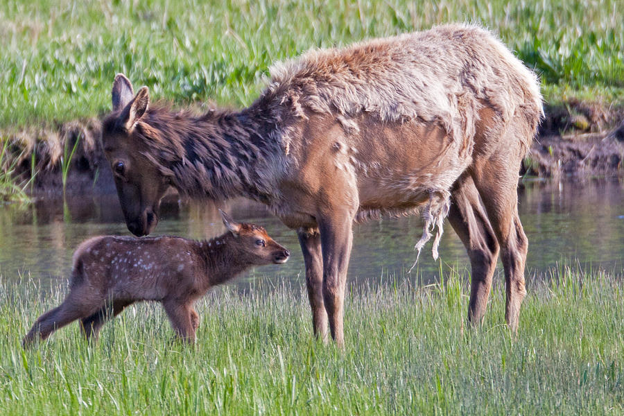 Yellowstone Elk Cow and Calf Photograph by Natural Focal Point Photography