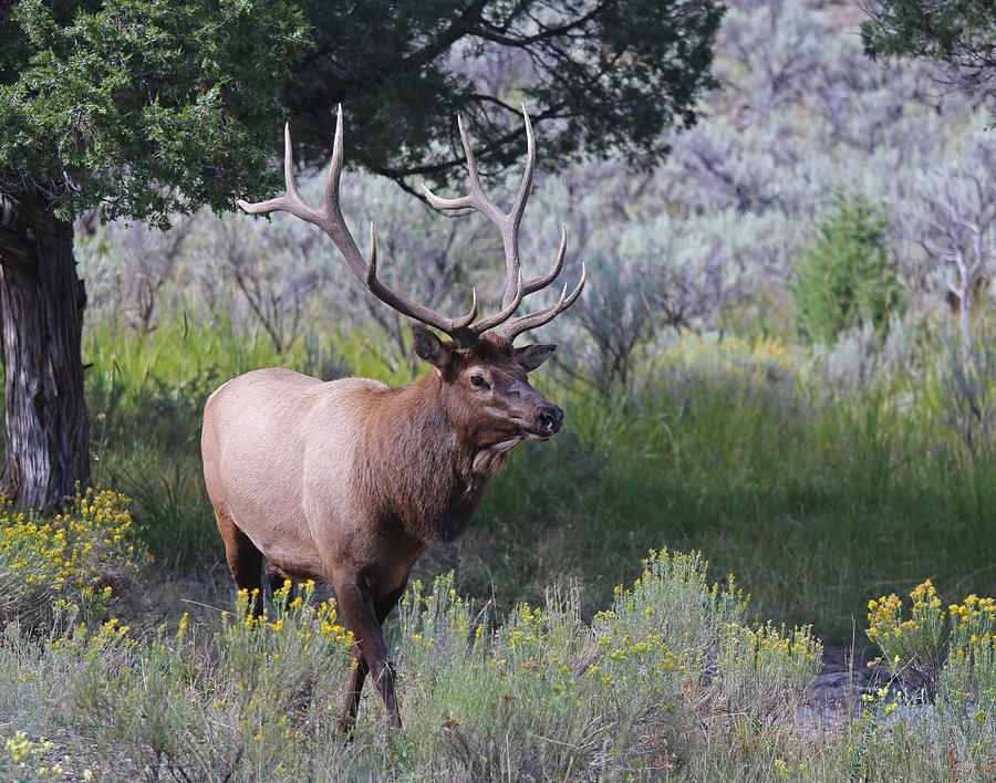 Yellowstone Elk Photograph by Jean Clark