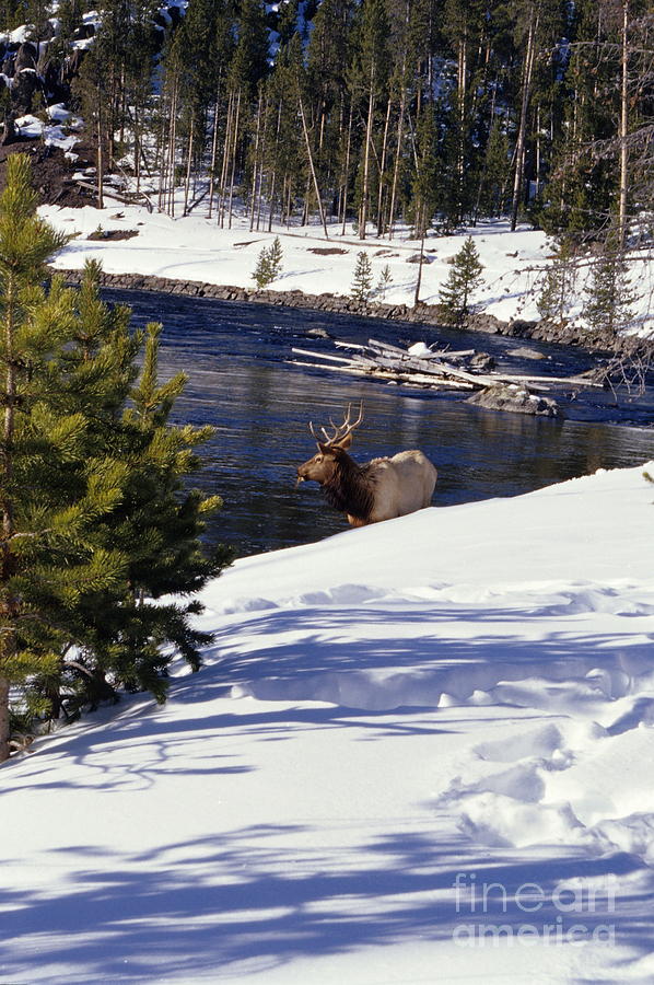 Yellowstone Elk Photograph by Sharon Elliott