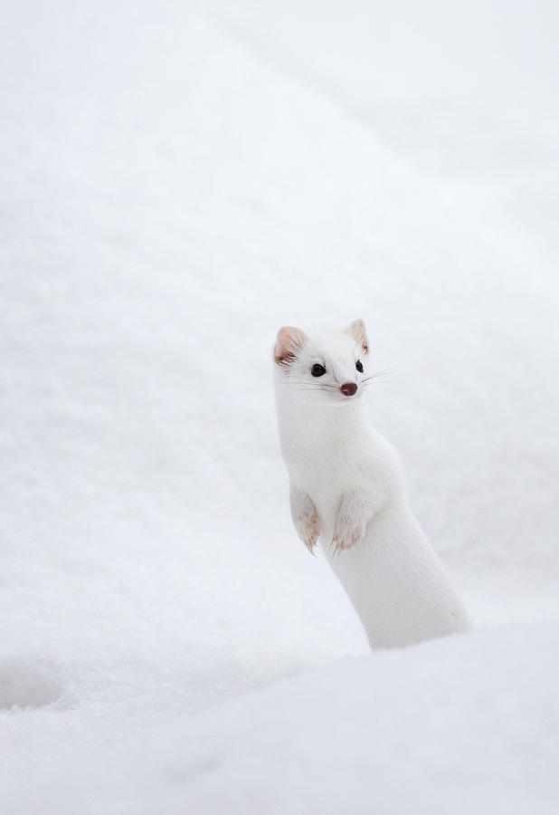 Yellowstone Ermine Photograph by Max Waugh