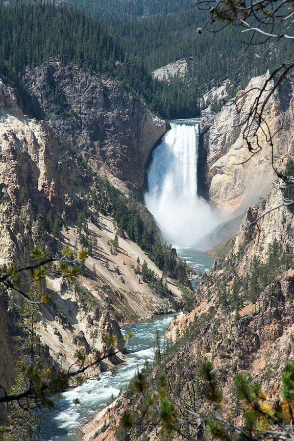 Yellowstone Falls Photograph by Randall Branham