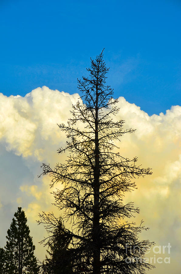 Yellowstone Billowing Clouds Photograph by Debra Thompson