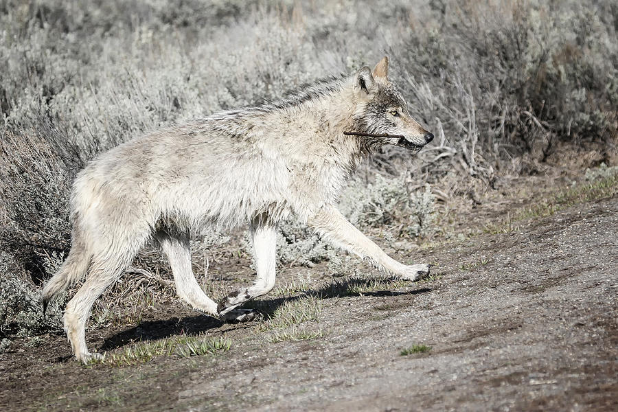 Yellowstone Gray Wolf 2 Photograph by Gary Hall