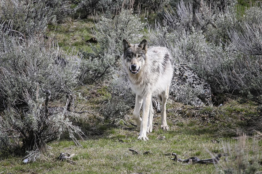 Yellowstone Gray Wolf Photograph by Gary Hall
