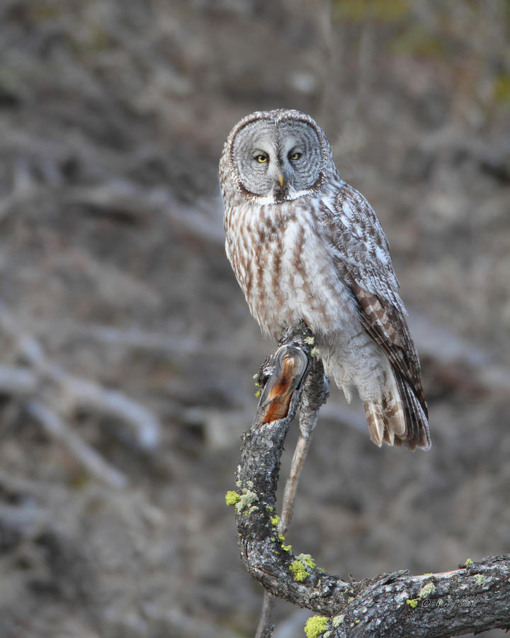 Yellowstone Great Gray Owl Photograph by Gerry Sibell